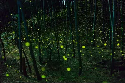 Pendant la saison des lucioles, en juin et juillet, ces petits animaux occupent de nombreuses forêts du Japon, créant ainsi des scènes sorties tout droit de contes de fées. Des milliers de lucioles survolent les boisées, les jardins et les parcs pour y créer des soirées magiques.
Situez un des endroits reconnus pour y voir des lucioles :