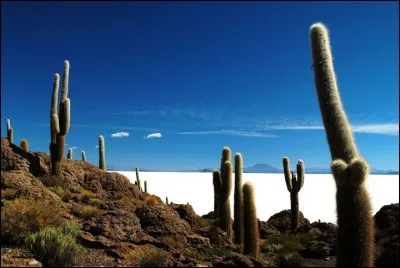 Cette colline s'élève au milieu d'un désert de sel. Elle est entièrement recouverte de cactus géants dont certains peuvent atteindre 10 m, à raison de 1 cm de croissance par année, mille ans bref. 
Il y a des chemins qui y sont aménagés pour facilement avoir une vue plongeante sur le Salar d'Uyuni . Quel est le nom de cette colline ?