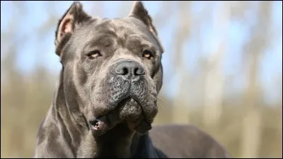 Quelle est cette race de chien ?