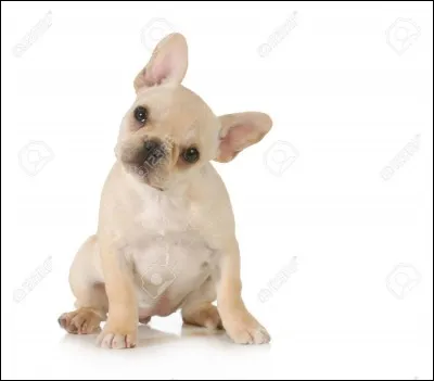 Le chocolat est-il dangereux pour les chiens ?