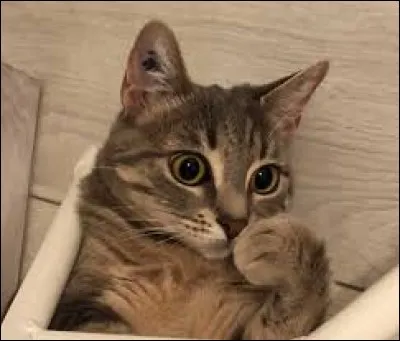 Comment s'appellent ses 2 chats ?