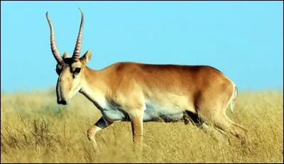 Où peut-on le voir ?