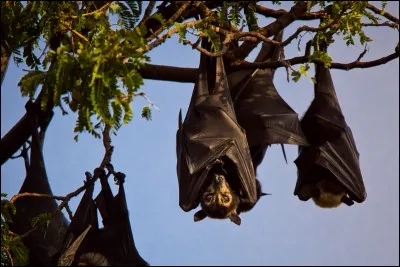 Où peut-on les voir ?