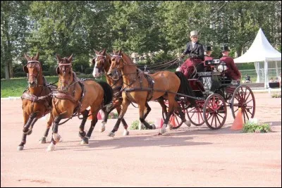 Quelle discipline favorises-tu ?