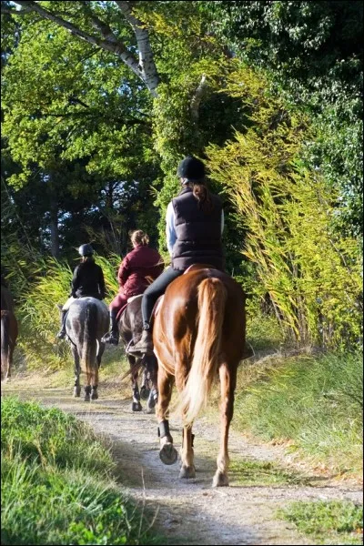 Quelle discipline préfères-tu parmi-elles ?