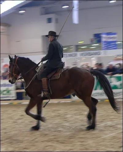 L'appenninico est-elle une race de chevaux qui t'intéresse ?