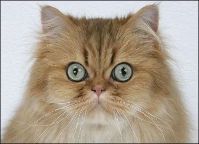 Quelle est cette race de chat ?