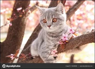 Quel est son poids (en général) ?