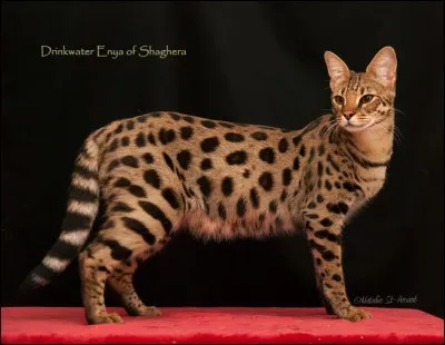 Quelle est cette race de chat ?