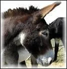 Quelle est cette race ?