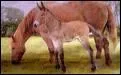 Comment s'appelle le petit d'un cheval et d'une nesse ?