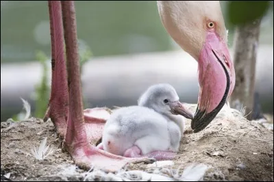 Le flamant rose est très doué mais ne sait pas...