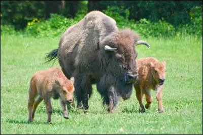 Qu'est-ce qui caractérise le caractère d'un bison ?