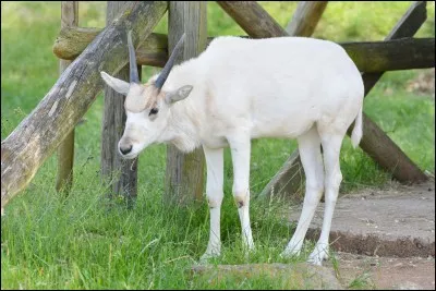 Comment s'appelle cet animal ?