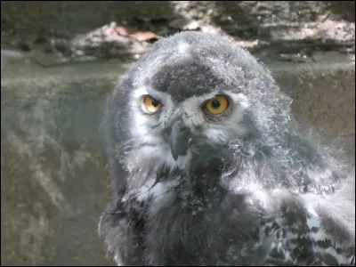 Qu'est-ce qui est vrai sur le harfang des neiges ?