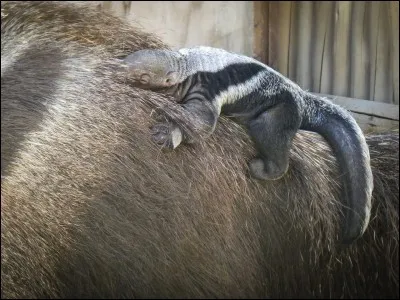 La langue d'un fourmilier ne peut pas...