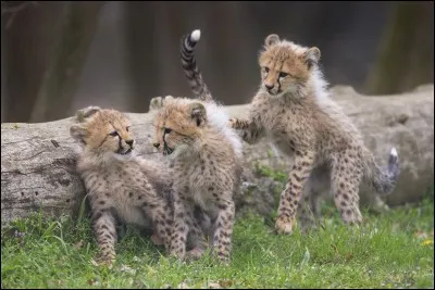 Qui sont ces trois guépards, nés en mars dernier ?