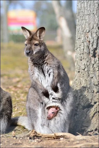 Combien pèse un bébé wallaby à la "naissance" ?