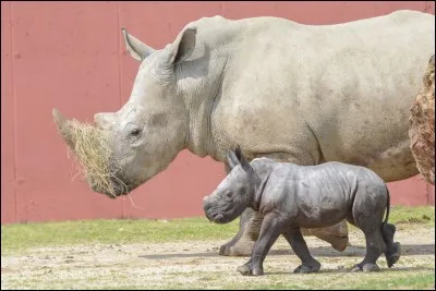 Lequel de ces (mignons, avouons-le) rhinocéros n'est pas né à Peaugres ?