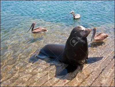 Quel est cet animal ?