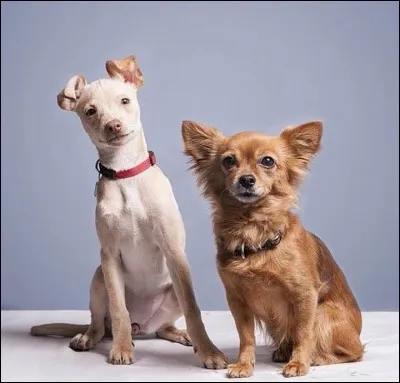 Comment s'appellent les chiens de Natoo ?