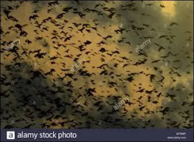 Que se passe-t-il à la fin de cette phrase ?