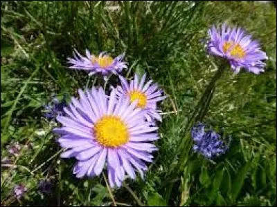 Spécialité culinaire mexicaine se présentant sous forme de chips de farine de maïs.