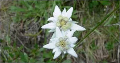 Matière calcaire blanche, dure, à reflets irisés, sécrétée par certains mollusques et revêtant l'intérieur de leur coquille :