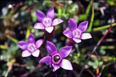 La brasse, le crawl, le dos crawlé en sont trois très différentes.