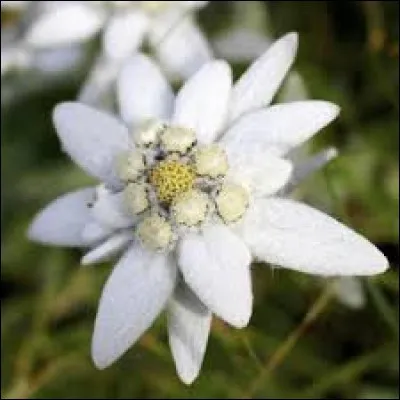 Unité monétaire utilisée en Azerbaïdjan :