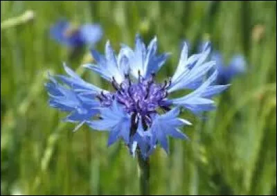 Au Moyen-Âge, exploitation agricole comprenant une habitation rurale avec ses jardins, ses champs et ses vergers :