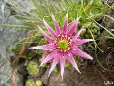 Ce sont des araignées de mer.