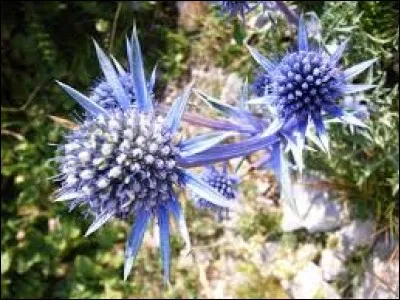 Ces feuilles de pain, faites de farine de blé et cuites sur la paroi brûlante d'un four, sont consommées dans plusieurs régions d'Asie centrale et d'Asie du Sud.