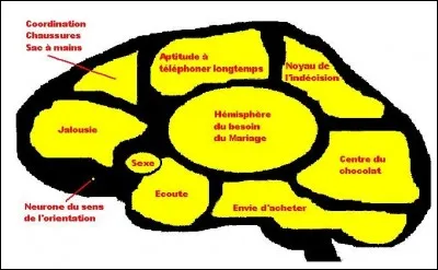 Les hommes ont 16/100 de neurones de plus que les femmes !
