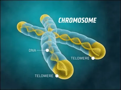 Combien l'homme a-t-il de chromosomes ?