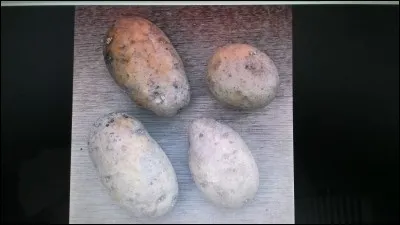 Quel est le nom de cette pomme de terre ?