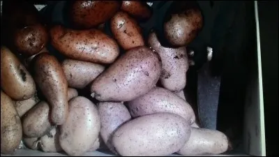 Quel est le nom de cette pomme de terre ?