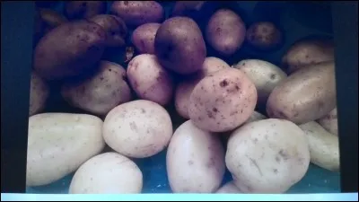 Quel est le nom de cette pomme de terre ?