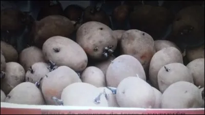 Quel est le nom de cette pomme de terre ?