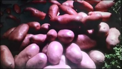 Quel est le nom de cette pomme de terre ?
