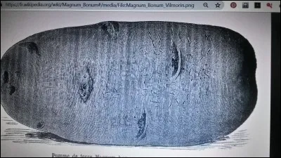 Quel est le nom de cette pomme de terre ?