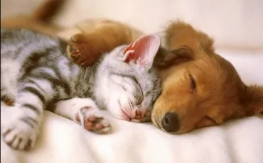Quiz Animaux