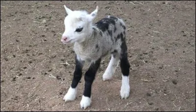 Le chabin a perdu ses parents !