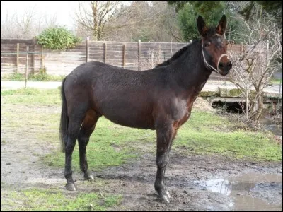 L'âne et la jument envoient cette photo à la Presse en lançant un avis de recherche ! Leur petit a disparu !