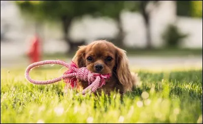 Et que peut bien chercher le chien ?