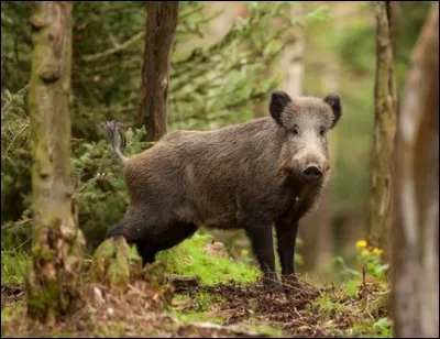 Le sanglier cherche aussi sa maison !