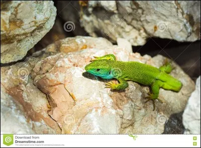 Ce pauvre lézard a perdu sa queue ! Va-t-il la retrouver ?