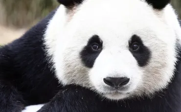 Quiz Panda