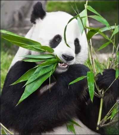 Que mange le panda ?
