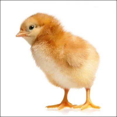 Quel est cet animal ?